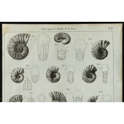 1836 - Ammonites et bivalves fossiles 