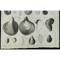 1836 - Ammonites et bivalves fossiles 