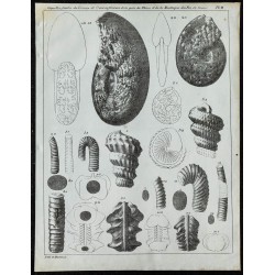 1836 - Coquilles fossiles du terrain crayeux 