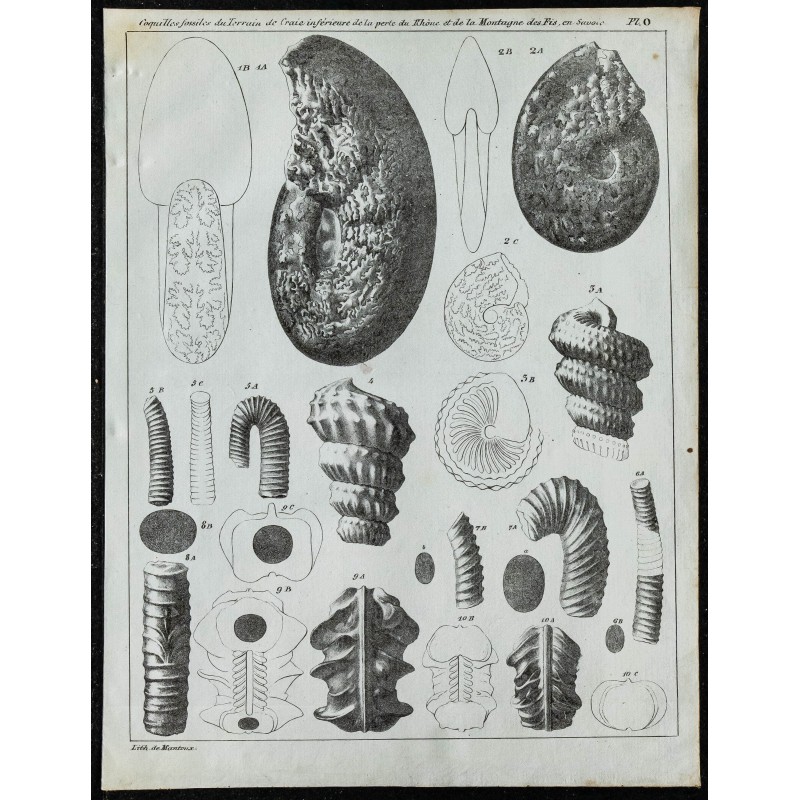 1836 - Coquilles fossiles du terrain crayeux 1836 - Coquilles fossiles du terrain crayeux