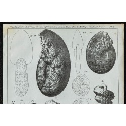 1836 - Coquilles fossiles du terrain crayeux 