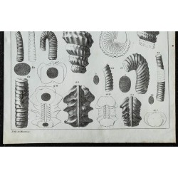 1836 - Coquilles fossiles du terrain crayeux 