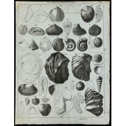 1836 - Fossiles marins de la craie 
