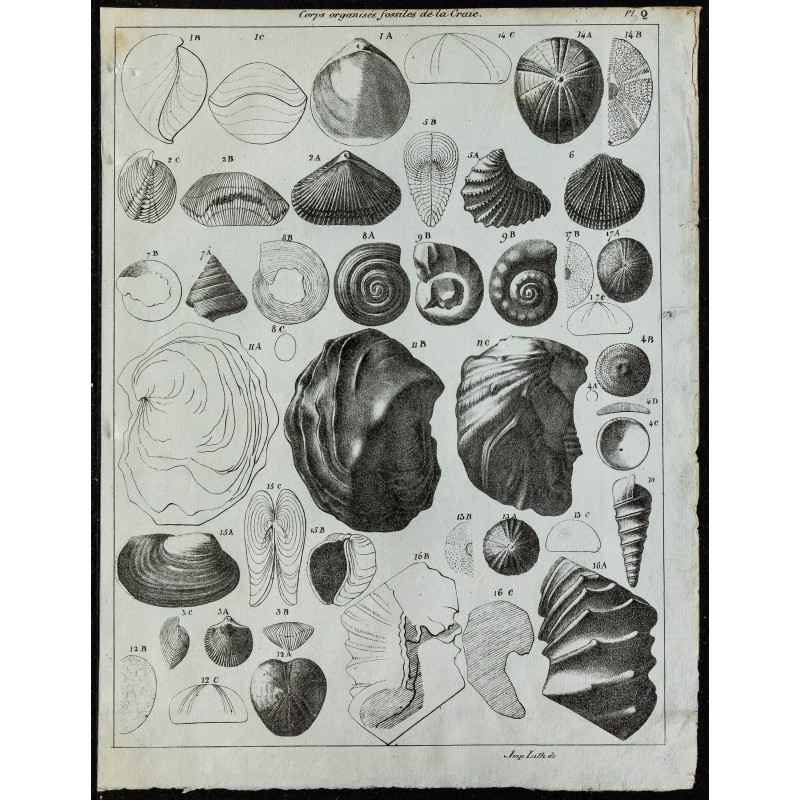 1836 - Fossiles marins de la craie 