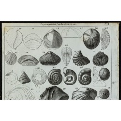 1836 - Fossiles marins de la craie 