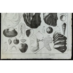 1836 - Fossiles marins de la craie 