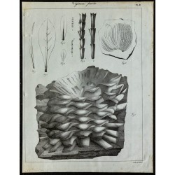 1836 - Végétaux fossiles 