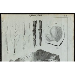 1836 - Végétaux fossiles 