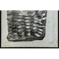1836 - Végétaux fossiles 