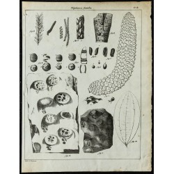 1836 - Fossiles de plantes 