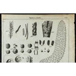 1836 - Fossiles de plantes 