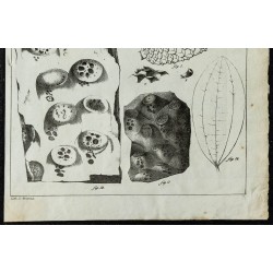 1836 - Fossiles de plantes 