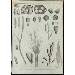 1836 - Fossiles marins autour de Paris 