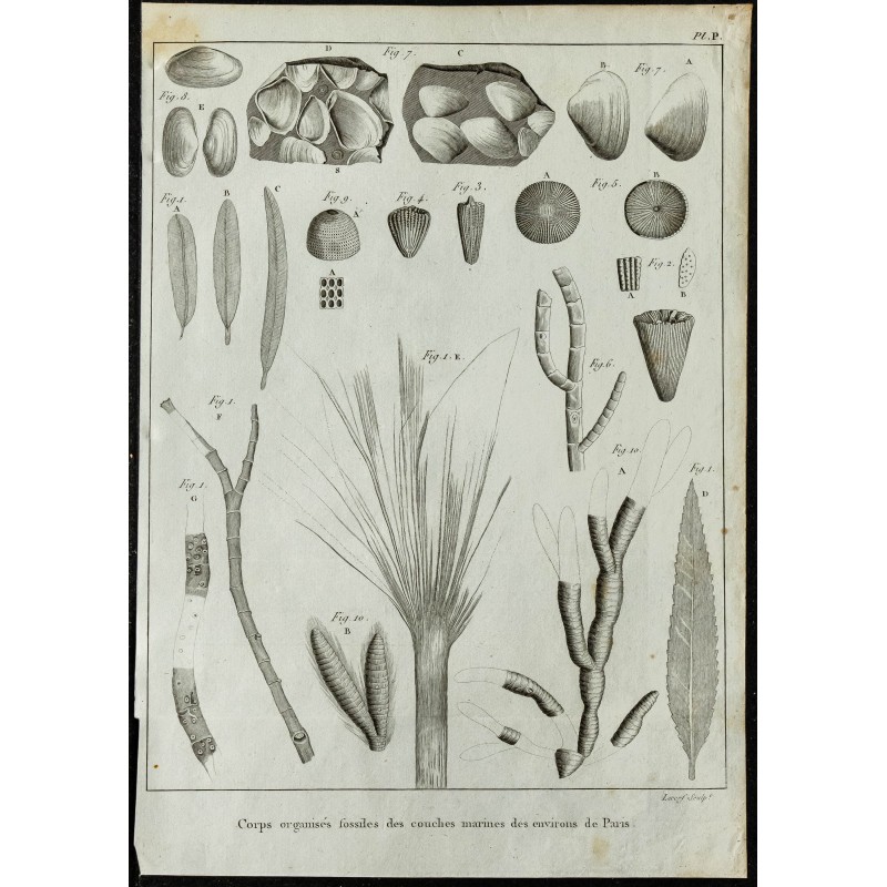 1836 - Fossiles marins autour de Paris 