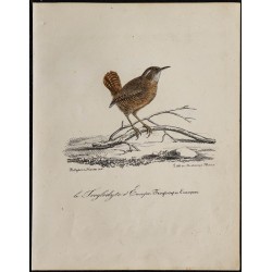 1830 - Troglodyte mignon 