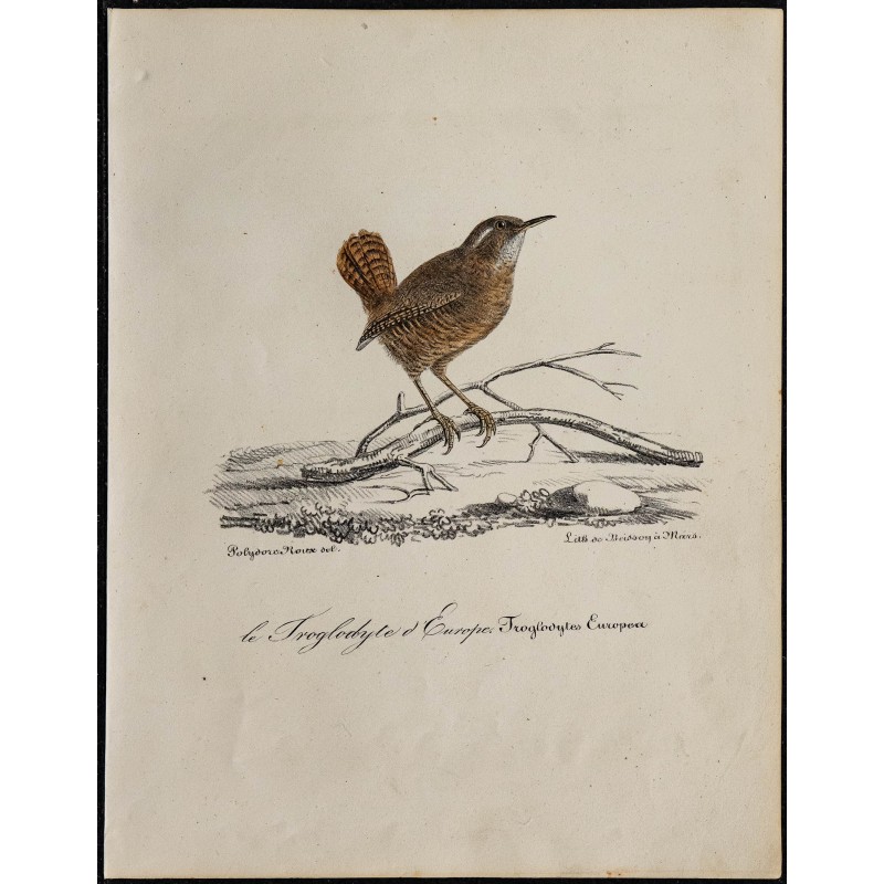 1830 - Troglodyte mignon 1830 - Troglodyte mignon