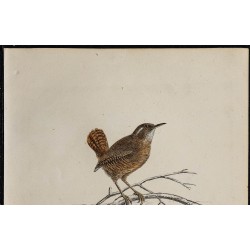 1830 - Troglodyte mignon 