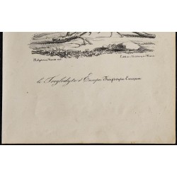 1830 - Troglodyte mignon 