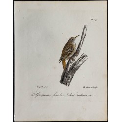 1830 - Grimpereau des bois 