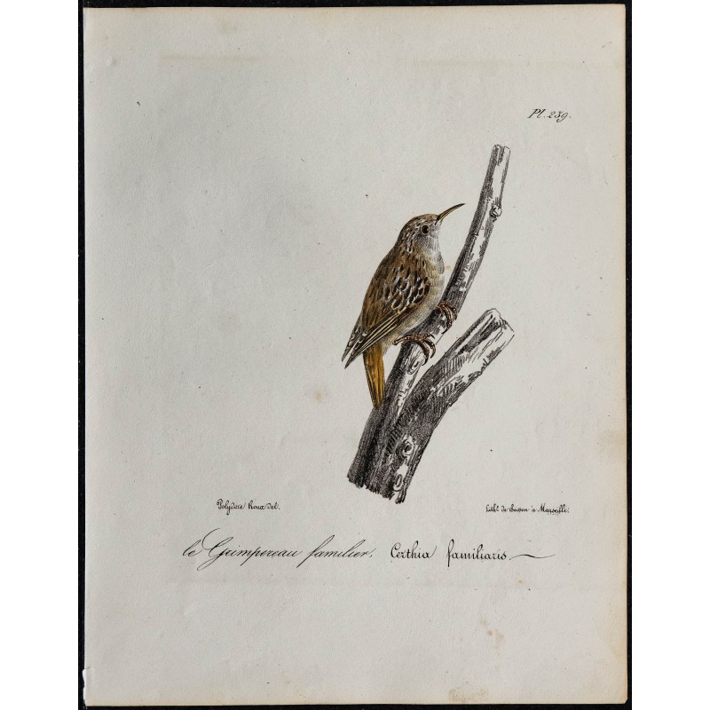 1830 - Grimpereau des bois 1830 - Grimpereau des bois