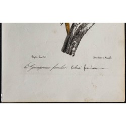 1830 - Grimpereau des bois 