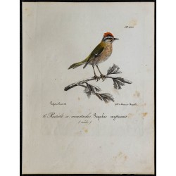 1830 - Roitelet à triple bandeau 