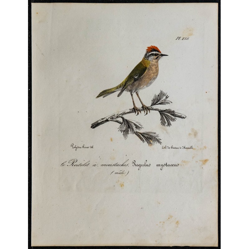 1830 - Roitelet à triple bandeau 1830 - Roitelet à triple bandeau