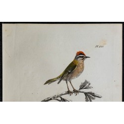 1830 - Roitelet à triple bandeau 