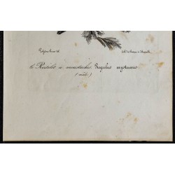 1830 - Roitelet à triple bandeau 