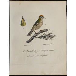 1830 - Roitelet huppé (Roitelet régulus) 