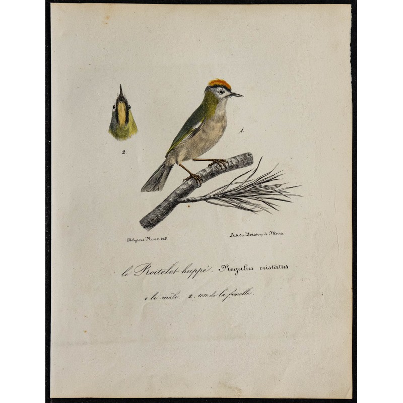 1830 - Roitelet huppé (Roitelet régulus) 