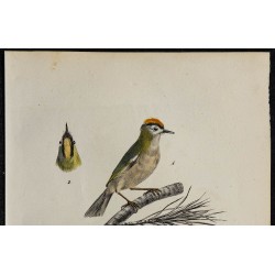 1830 - Roitelet huppé (Roitelet régulus) 
