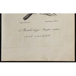 1830 - Roitelet huppé (Roitelet régulus) 