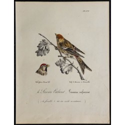 1830 - Sizerin cabaret (Acanthis cabaret) 