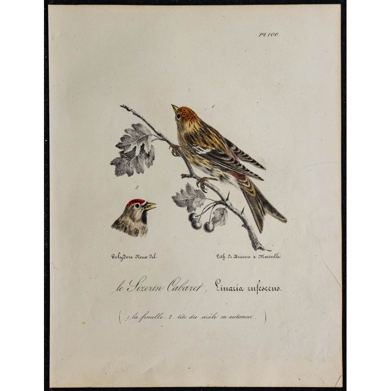 1830 - Sizerin cabaret (Acanthis cabaret) 1830 - Sizerin cabaret (Acanthis cabaret)