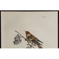 1830 - Sizerin cabaret (Acanthis cabaret) 