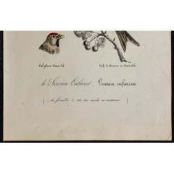 1830 - Sizerin cabaret (Acanthis cabaret) 