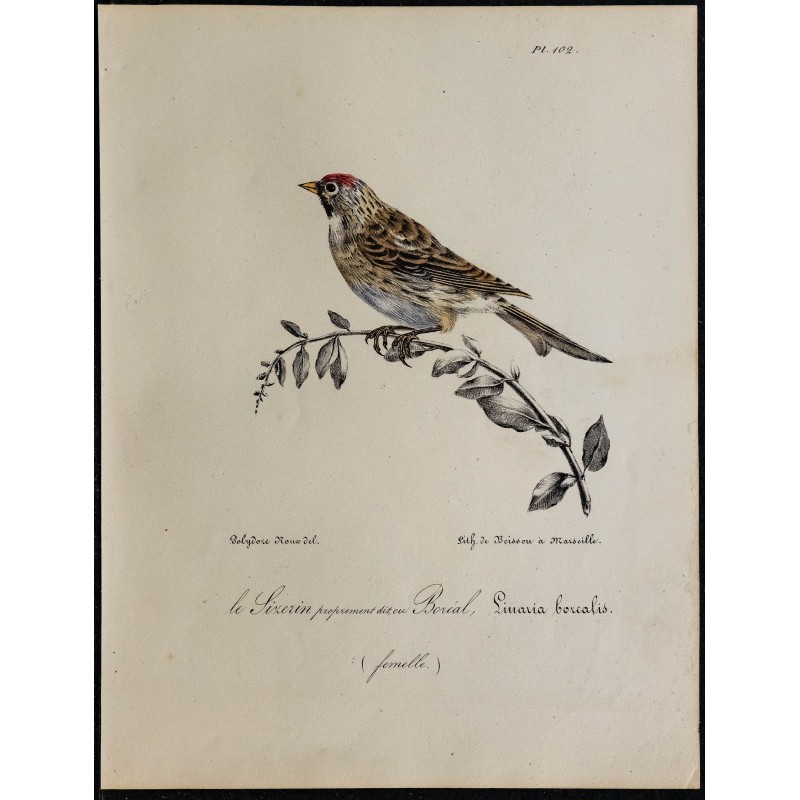 1830 - Sizerin flammé 