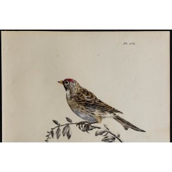 1830 - Sizerin flammé 