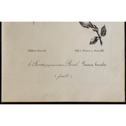 1830 - Sizerin flammé 