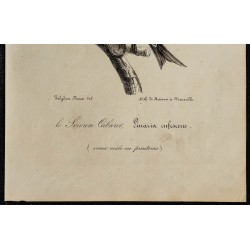 1830 - Sizerin cabaret 