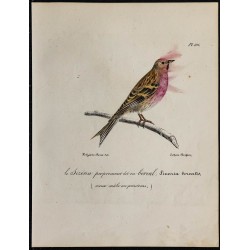 1830 - Sizerin flammé (Acanthis flammea) 