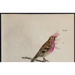 1830 - Sizerin flammé (Acanthis flammea) 