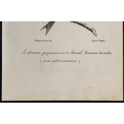 1830 - Sizerin flammé (Acanthis flammea) 