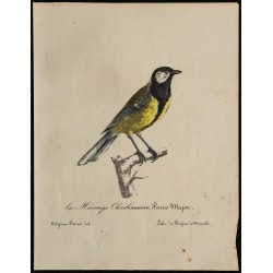 1830 - Mésange charbonnière 