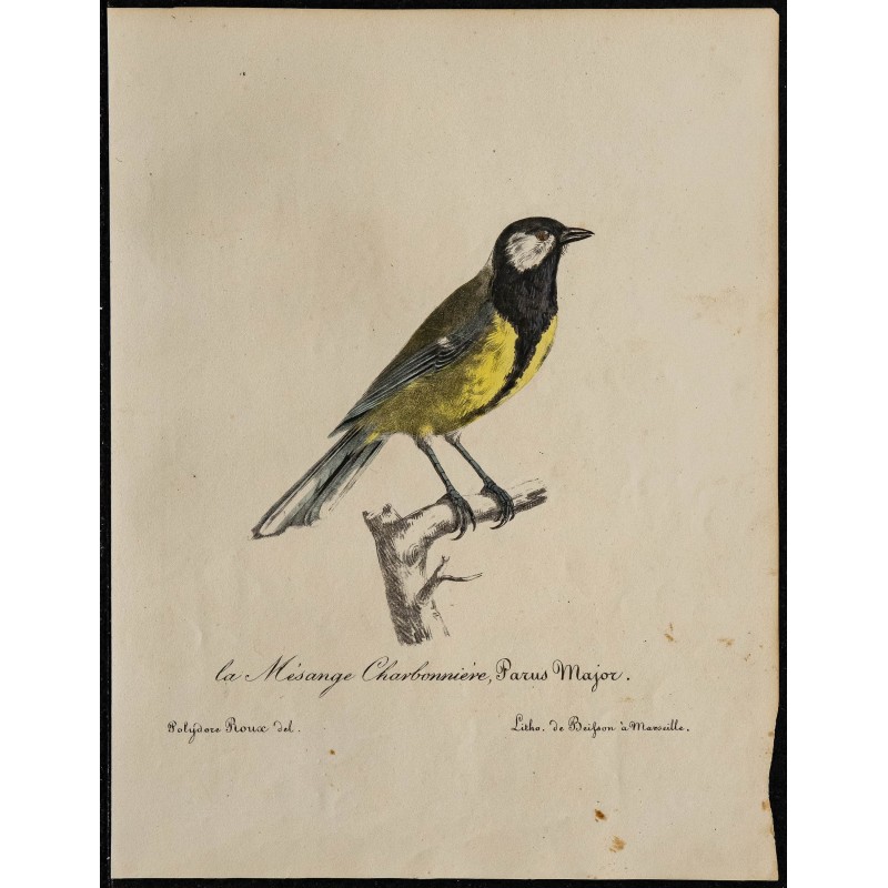 1830 - Mésange charbonnière 1830 - Mésange charbonnière