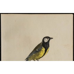 1830 - Mésange charbonnière 