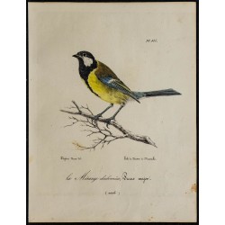 1830 - Mésange charbonnière 