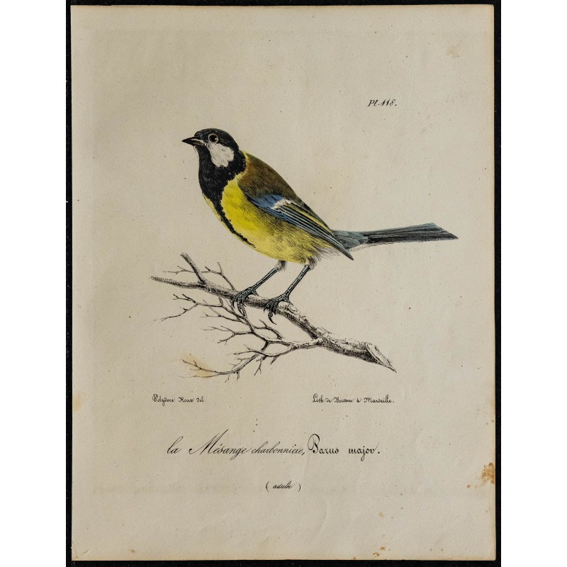 1830 - Mésange charbonnière 