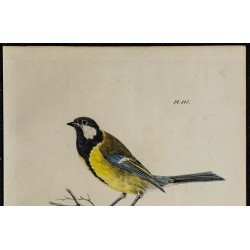 1830 - Mésange charbonnière 